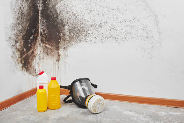 Mold Removal Process in Sebewaing, MI