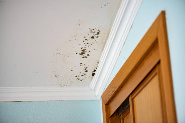 Best Water Damage Restoration  in Sebewaing, MI