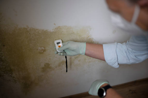 Best Attic Mold Removal  in Sebewaing, MI