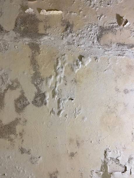 Best Emergency Mold Removal  in Sebewaing, MI