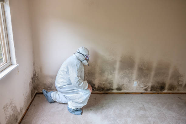 Office Mold Removal Services in Sebewaing, MI