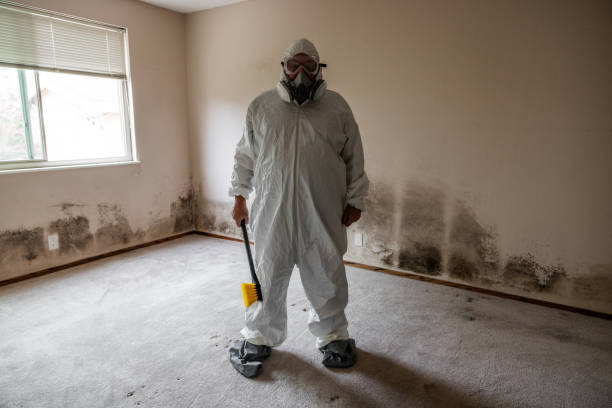 Mold Removal and Inspection in Sebewaing, MI