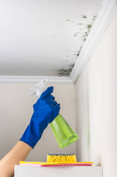 Best Mold Cleaning Services  in Sebewaing, MI